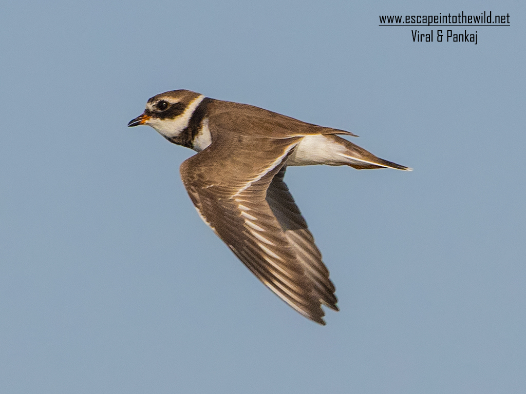 Common Ringed Plover